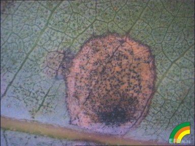 Mycosphaerella - Síntomas de Mycosphaerella sobre hoja juvenil de Eucalipto.jpg